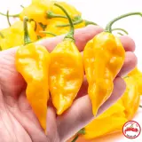 Fatalii