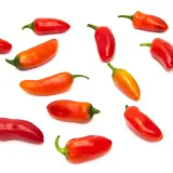 Jalapeno, Numex Primavera