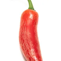 Jalapeno, Numex Vaquero