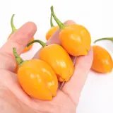 Chili Vault: Sugar Rush Amarillo - 10g Chili Flakes