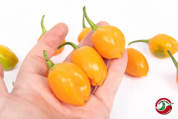 Sugar Rush, Amarillo