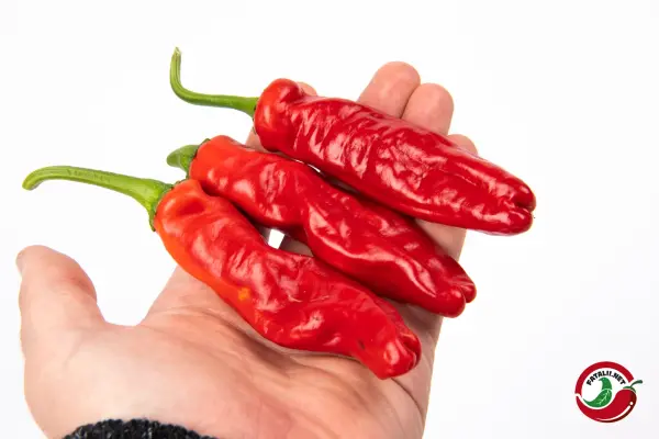 Lucifer&#8217;s Dream Red