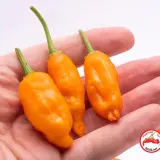 Aji Ecuadorian Orange