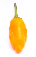 Aji Ecuadorian Orange