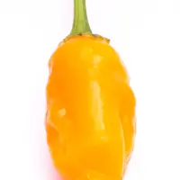 Aji Ecuadorian Orange