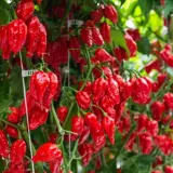 FATALII&#8217;S FINEST Extended Kit (100g+100g+50g)