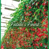 FATALII&#8217;S FINEST Extended Kit (100g+100g+50g)