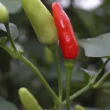 Tabasco