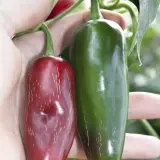 Jalapeno, Goliath