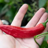 Aji Asta de Buey Rojo