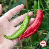 Aji Asta de Buey Rojo