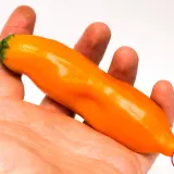 Aji Amarillo