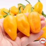 Fatalii’s Chili Seed Advent Calendar (Limited 2023 Edition)