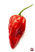 Naga Morich