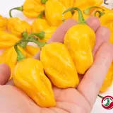 Habanero, Golden