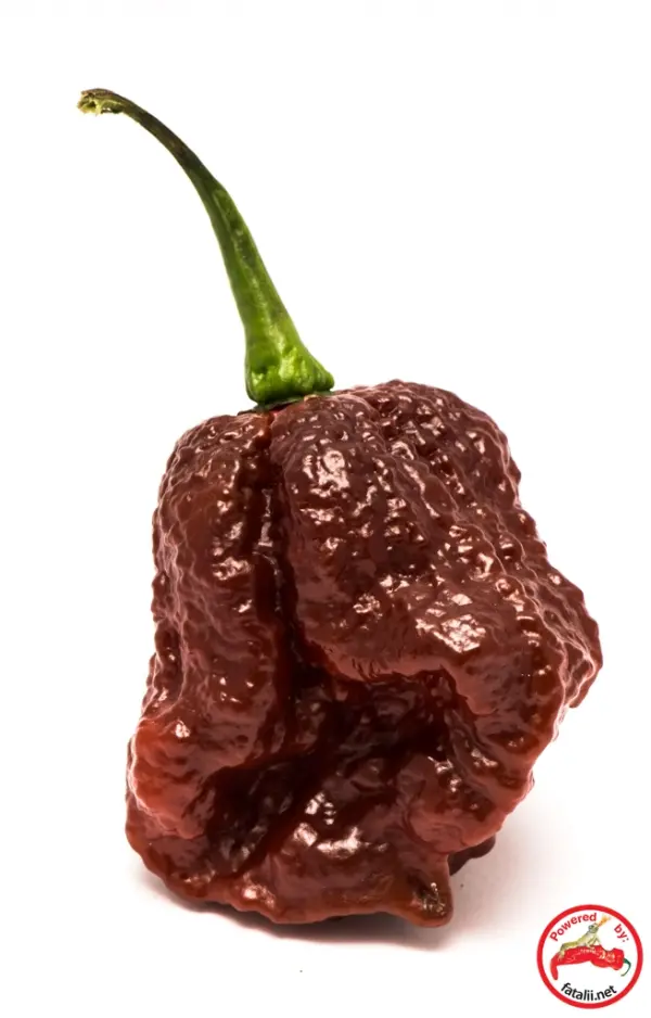 Apocalypse Chocolate