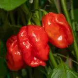 Chili Vault: SMOKED Habanero Master Blend - 10g Chili Flakes