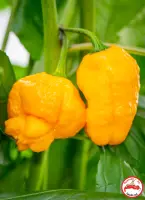 Scotch Bonnet, Yellow