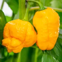 Scotch Bonnet, Yellow