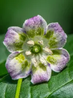 Aji Flor Morado