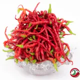 Fatalii’s Chili Seed Advent Calendar (Limited 2023 Edition)