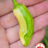 Fatalii’s Chili Seed Advent Calendar (Limited 2023 Edition)