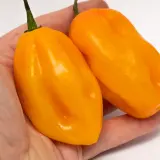 Habanero, Marobie Yellow