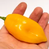 Habanero, Marobie Yellow