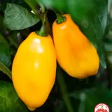 Habanero, Marobie Yellow