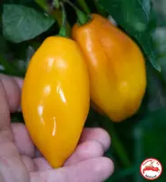 Habanero, Marobie Yellow