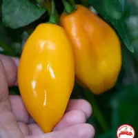 Habanero, Marobie Yellow