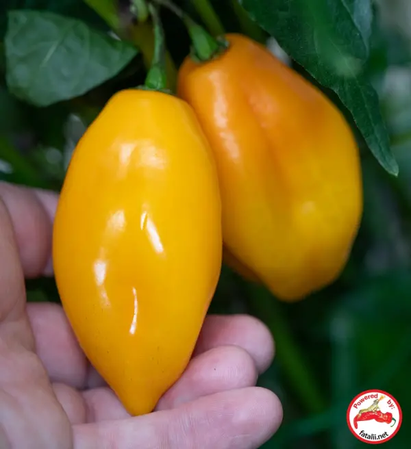Habanero, Marobie Yellow
