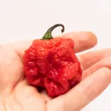 Moruga Red Monster