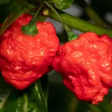 Moruga Red Monster