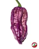 Purple Bhut Jolokia