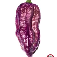 Purple Bhut Jolokia