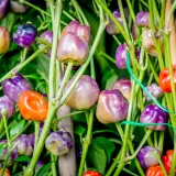 Purple Pumpkin