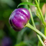 Purple Pumpkin