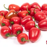 Rocoto, Mini Red