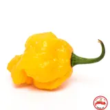 Scotch Bonnet, Yellow