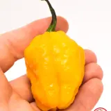 Scotch Bonnet, Yellow