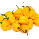 Scotch Bonnet, Yellow