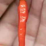 Long Tabasco