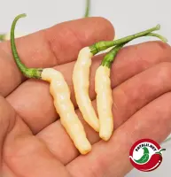 Aji Gusanito