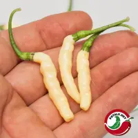 Aji Gusanito