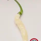 Aji Gusanito