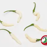 Aji Gusanito