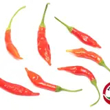 Aji Huanuco