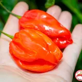 Habanero, Avenir