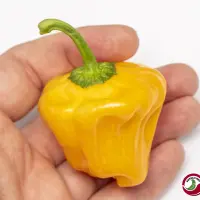 Jamaican Mushroom Orange